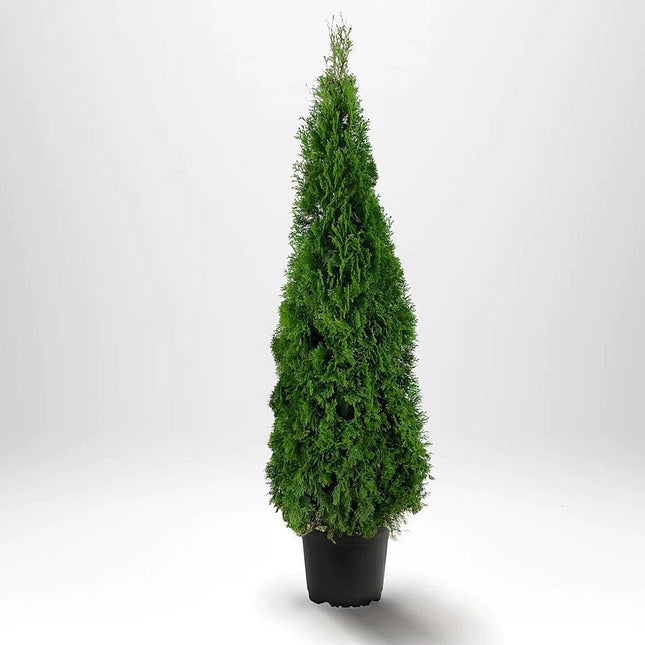 Köp Thuja Smaragd 200-225 cm,Co 25 » LQ Remco Thuja Smaragd