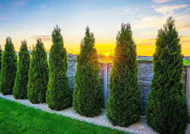 Köp Thuja Smaragd 200-225 cm,Co 25 » LQ Remco Thuja Smaragd