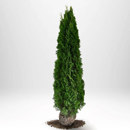 Köp Thuja Smaragd 200-225 cm, RB » A Nunen Thuja Smaragd