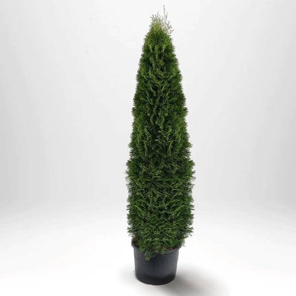 Köp Thuja Smaragd 225-250 cm, Co 30 L » LQ Remco Thuja Smaragd