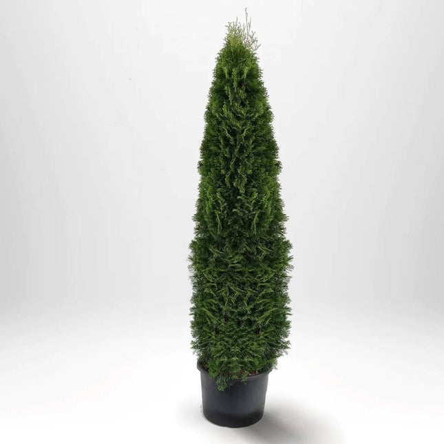 Köp Thuja Smaragd 225-250 cm, Co 30 L » LQ Remco Thuja Smaragd