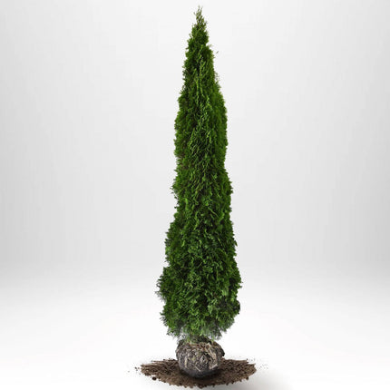 Köp Thuja Smaragd 300-325 cm, RB » LQ Remco Thuja Smaragd