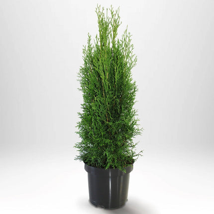Köp Thuja Smaragd 40-60 cm, Co 2 » A Remco Thuja Smaragd