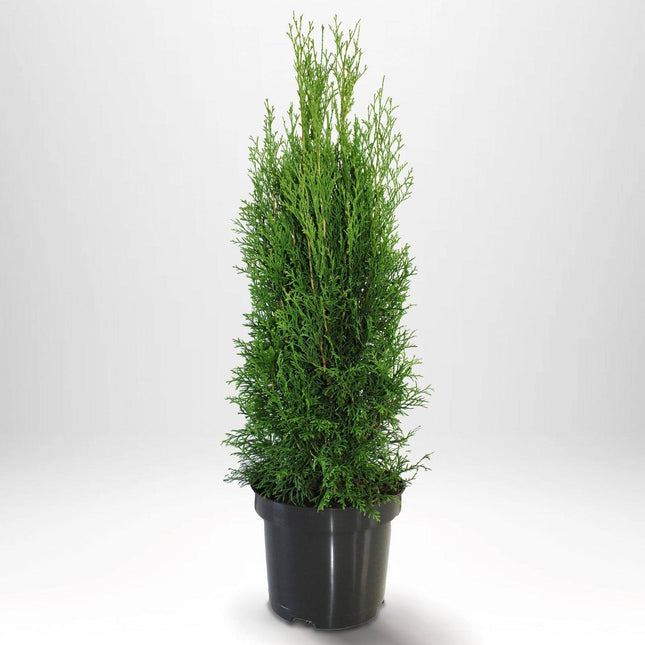 Köp Thuja Smaragd 40-60 cm, Co 2 » A Remco Thuja Smaragd