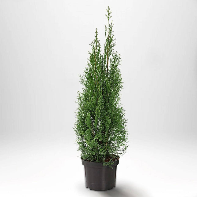 Köp Thuja Smaragd 40-60 cm, Co 2 » S Debski Thuja Smaragd