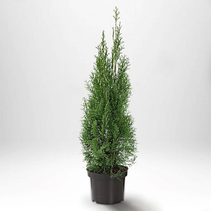 Köp Thuja Smaragd 60-80 cm, Co 2 » S Debski Thuja Smaragd