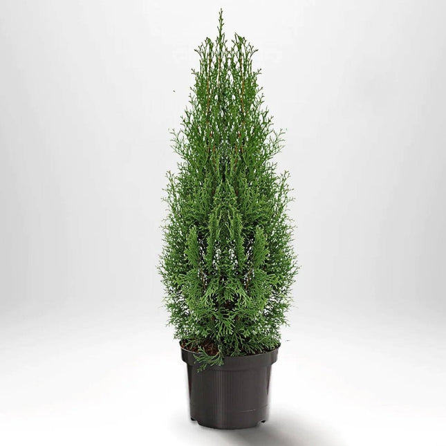 Köp Thuja Smaragd 80-100 cm, Co 5 » A Remco Thuja Smaragd