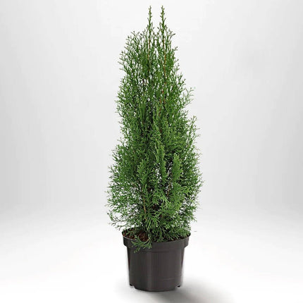 Köp Thuja Smaragd 80-100 cm, Co 5 » S Debski Thuja Smaragd