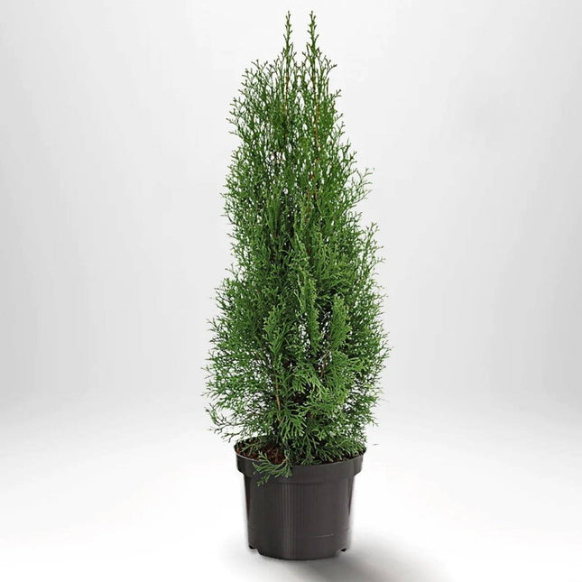 Köp Thuja Smaragd 80-100 cm, Co 5 » S Debski Thuja Smaragd