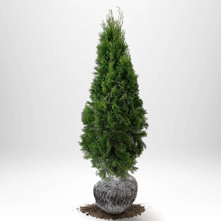 Köp Thuja Smaragd 80-100 cm, RB » LQ Remco Thuja Smaragd