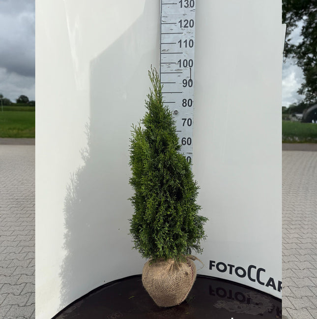 Köp Thuja Smaragd 80-100 cm, RB » Outlet Nunen Thuja Smaragd