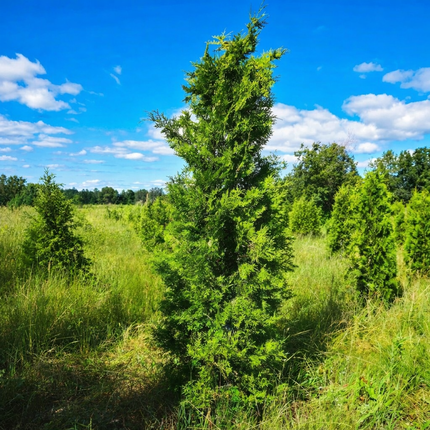 Köp Thuja Brabant 150-175 cm 1:a klass - Svenskodlad Svedberga Plantskola AB Häckväxter
