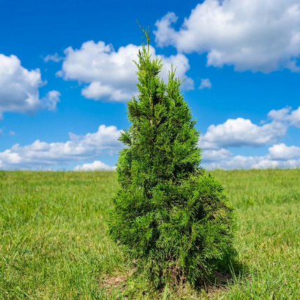 Köp Thuja Smaragd 100-125 cm 1:a klass - Svenskodlad Svedberga Plantskola AB Häckväxter