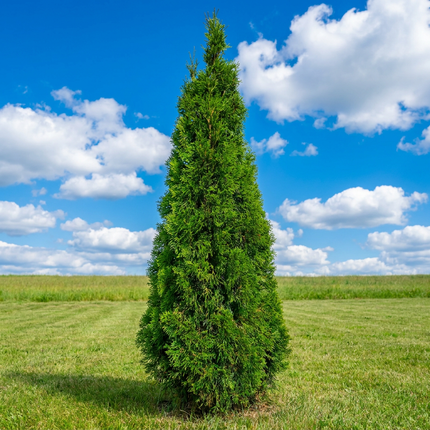 Köp Thuja Smaragd 200-250 cm 2:a klass - Svenskodlad Svedberga Plantskola AB Häckväxter