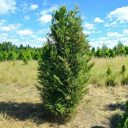 Köp Thuja Martin 250-300 cm 1:a klass - Svenskodlad Svedberga Plantskola AB Häckväxter