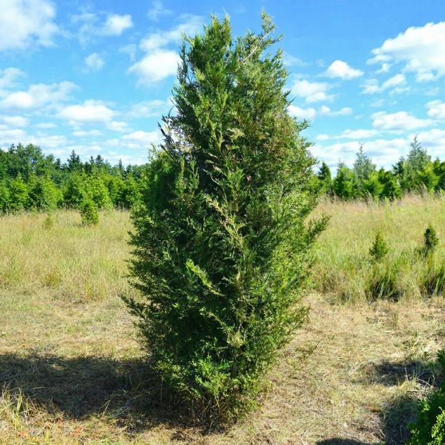 Köp Thuja Martin 250-300 cm 1:a klass - Svenskodlad Svedberga Plantskola AB Häckväxter