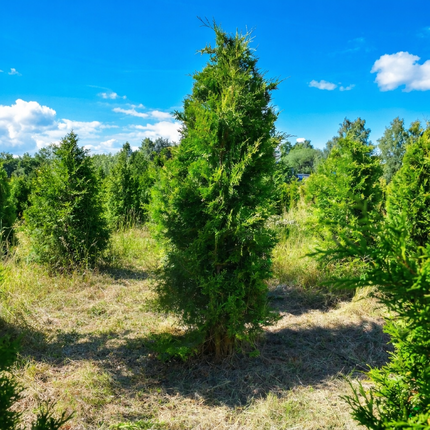 Köp Thuja Brabant 200-250 cm 2:a klass - Svenskodlad Svedberga Plantskola AB Häckväxter