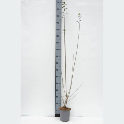 Köp Vintergrön Liguster Atrovirens 80/100 cm Co 2,5/P18 - Outlet Debski