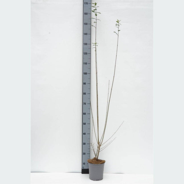 Köp Vintergrön Liguster Atrovirens 80/100 cm Co 2,5/P18 - Outlet Debski