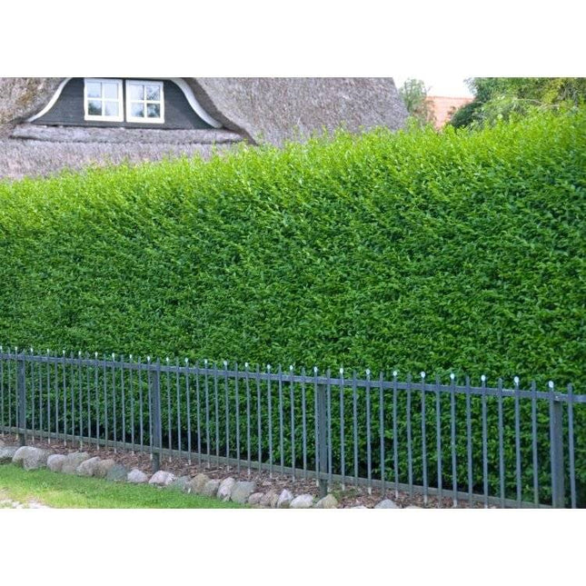 Köp Vintergrön Liguster Ovalifolium 125-150 cm Co 7,5 - Kval LQ Remco