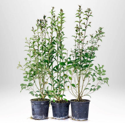 Köp Vintergrön Liguster Atrovirens 40-60 cm Co 2 - Kval LQ Remco