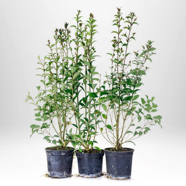 Köp Vintergrön Liguster Atrovirens 40-60 cm Co 2 - Kval LQ Remco