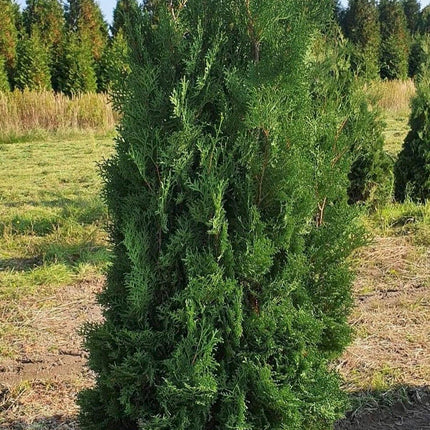 Köp Thuja Columna Pelarthuja XL 260+ RB - Kval LQ Remco