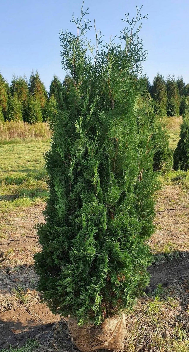 Köp Thuja Columna Pelarthuja XL 260+ RB - Kval LQ Remco
