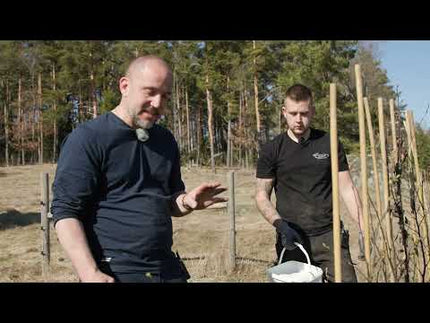 Två personer demonstrerar plantering av avenbok 'Carpinus betulus' med barrotade plantor, idealiskt för häckar och trädgårdsprojekt.