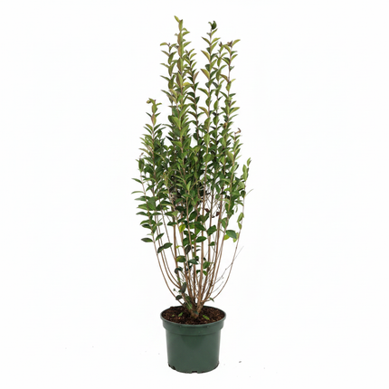 Köp Vintergrön Liguster Ovalifolium 100-125 cm Co 7,5 - Kval LQ Remco