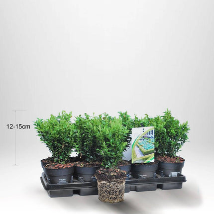 Köp 100 st Buxbom - Buxus Sempervirens, 12-15 cm P9 - Fraktfritt Remco