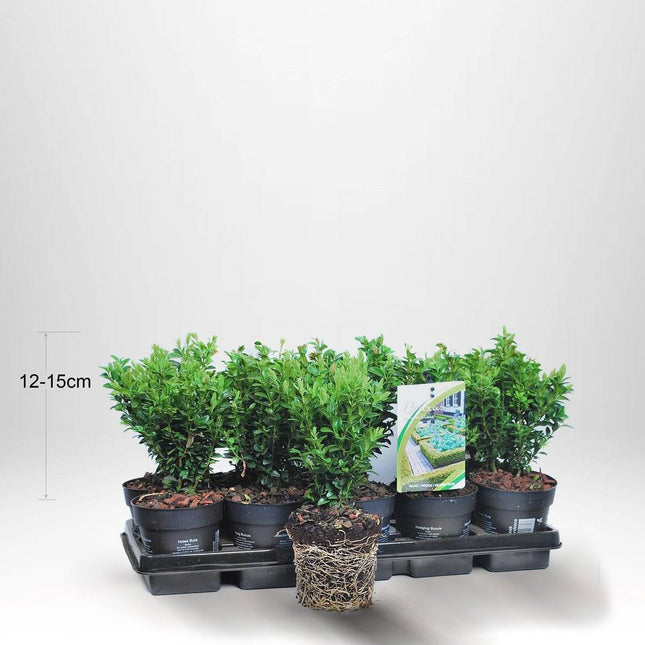 Köp 100 st Buxbom - Buxus Sempervirens, 12-15 cm P9 - Fraktfritt Remco