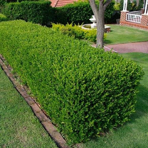 Köp 100 st Buxbom - Buxus Sempervirens, 12-15 cm P9 - Fraktfritt Remco