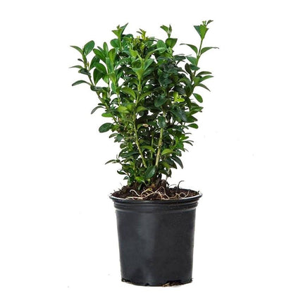 Köp 100 st Buxbom - Buxus Sempervirens, 12-15 cm P9 - Fraktfritt Remco