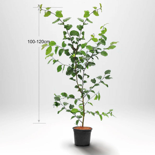 Köp Avenbok, Carpinus betulus 100-120 cm, Co 2-3 » Kvalitet S Debski Avenbok