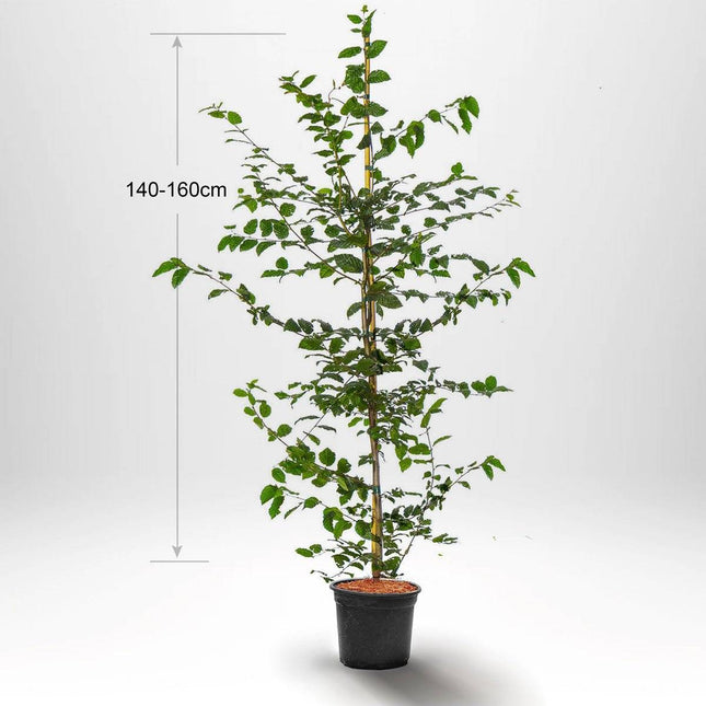 Köp Avenbok, Carpinus betulus 140-160 cm, Co 5 » Kvalitet A Debski Avenbok