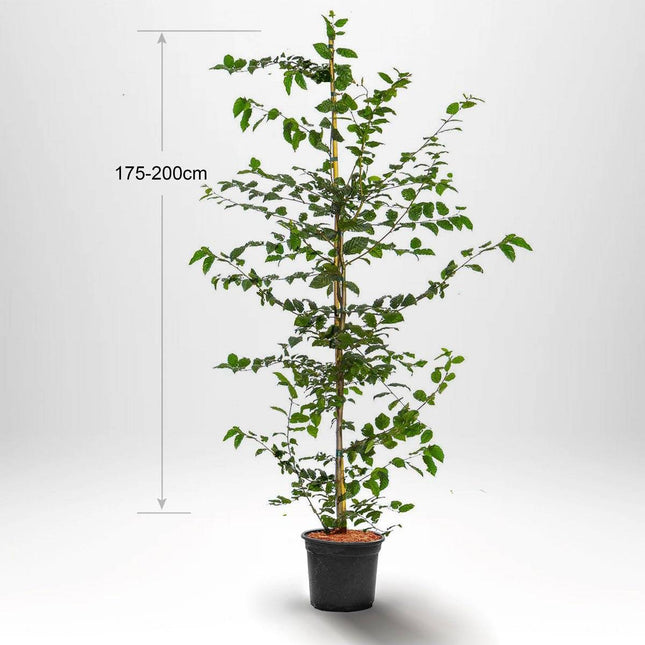 Köp Avenbok, Carpinus betulus 175-200 cm, Co 5 » Kvalitet S Debski Avenbok