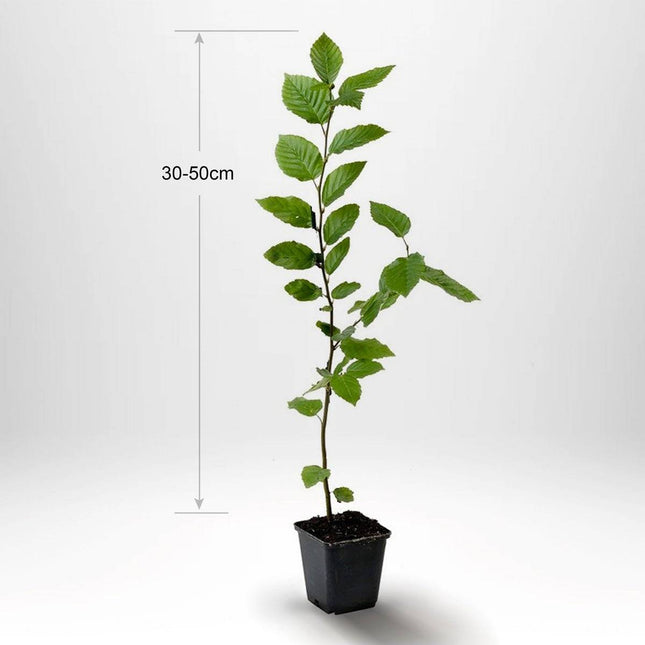 Köp Avenbokshäck – Carpinus betulus - 30 cm - Kvalitet A Debski Avenbok