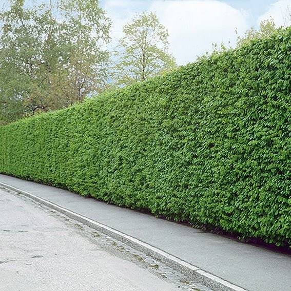 Köp Avenbokshäck – Carpinus betulus - 60-80 cm - Kvalitet LQ - Co 2,5 Remco Avenbok