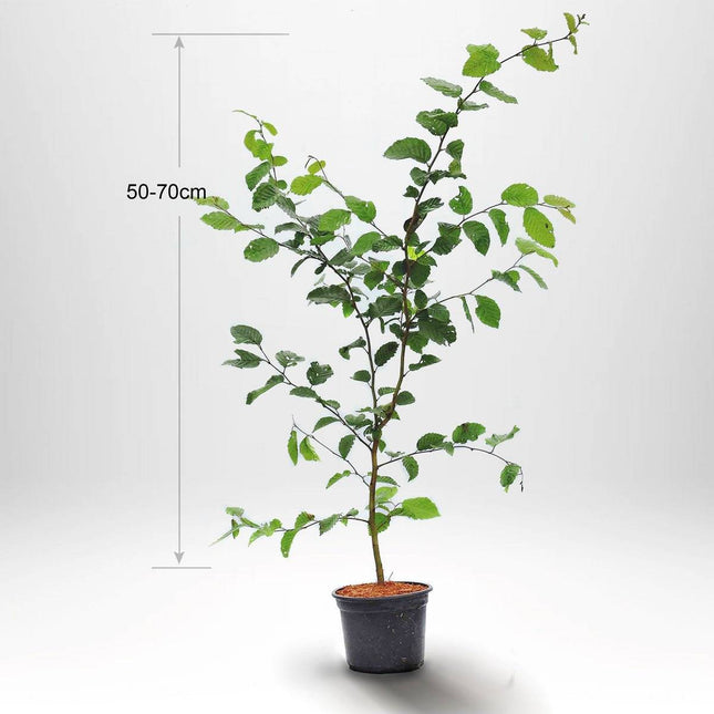 Köp Avenbokshäck – Carpinus betulus - 60-80 cm - Kvalitet LQ - Co 2,5 Remco Avenbok