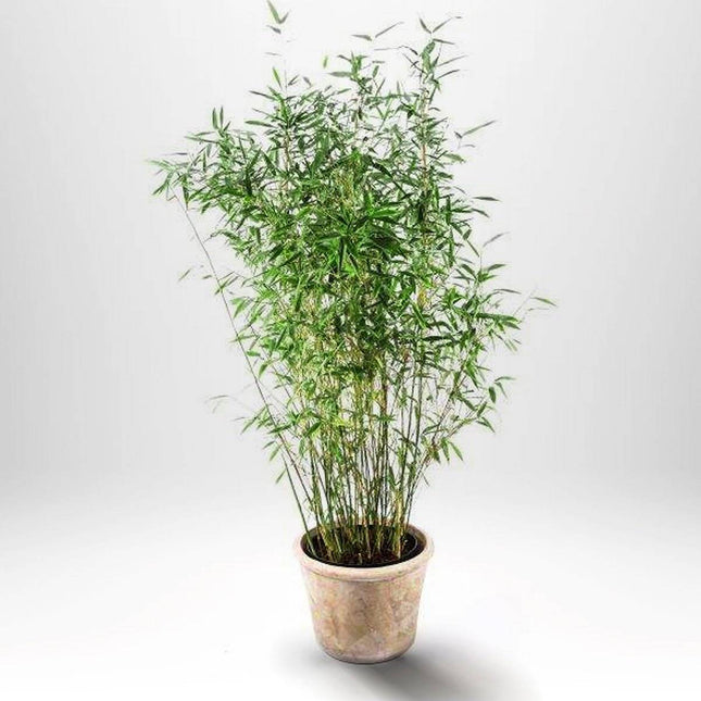 Köp Bergbambu - Fargesia Dino - C5 , Krukodlad Debski Bambu