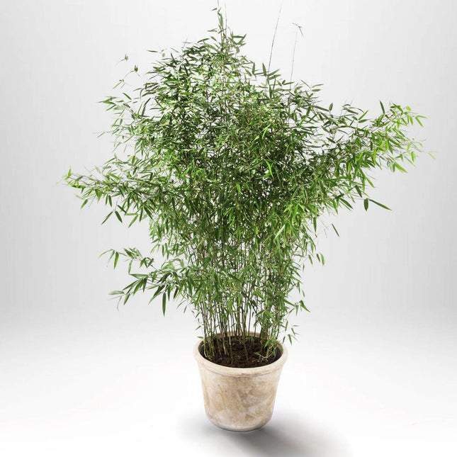 Köp Bergbambu - Fargesia Jumbo - C5 , Krukodlad Debski Bambu