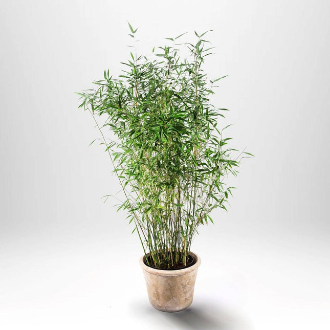 Köp Bergbambu - Fargesia Tiny - C5 , Krukodlad Debski Bambu