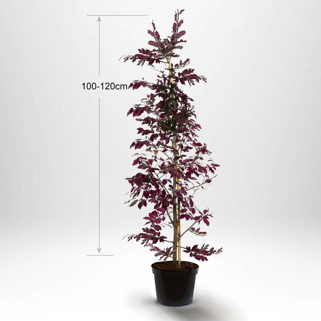 Köp Blodbok, krukodlad 100-120cm med stöd - Co 5 Remco Blodbok