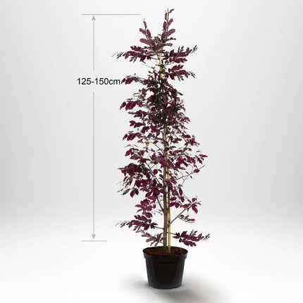 Köp Blodbok, krukodlad 125-150 cm Co 5 Remco Blodbok