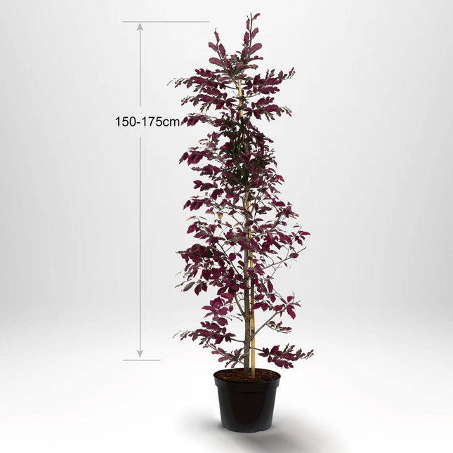 Köp Blodbok, krukodlad 150-175 cm Co 5 Remco Blodbok