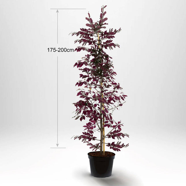 Köp Blodbok, krukodlad 175-200cm med stöd - Co 5 Remco Blodbok