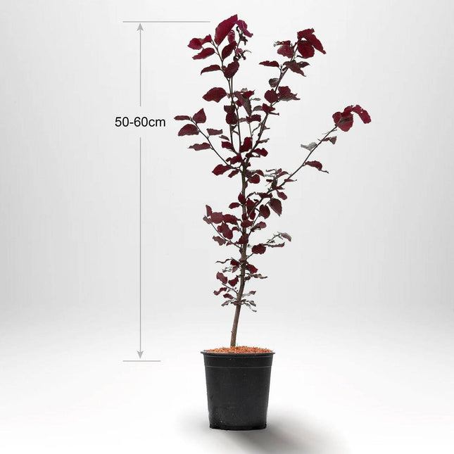 Köp Blodbok, krukodlad 40/60 cm - Co 2-3 Remco Blodbok