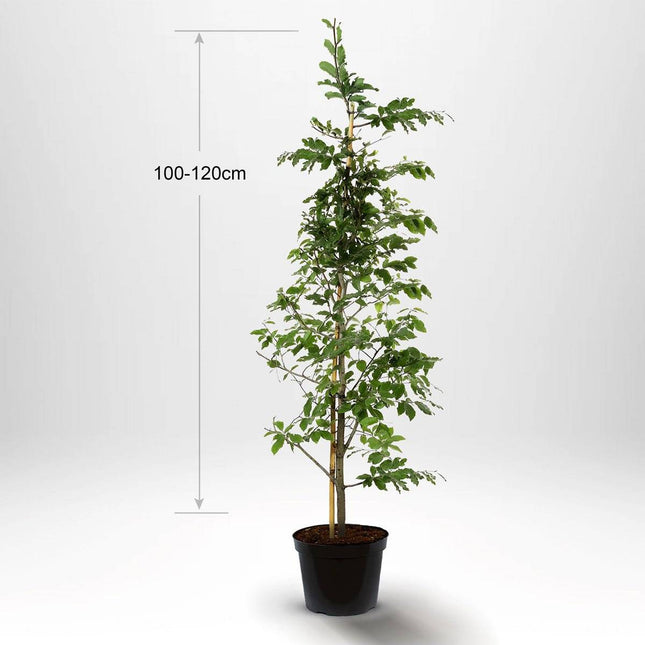 Köp Bok, krukodlad 100-120cm - Co 5 - Kvalitet LQ Remco Bok