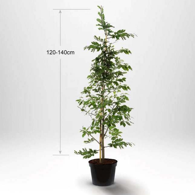 Köp Bok - Fagus sylvatica krukodlad 125-150cm - Co 7,5 - Kvalitet LQ Remco Bok